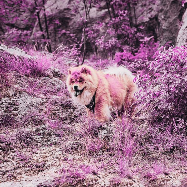 Music for Autumn and Puppies - Piano Bossa Nova Duo - Dog Music Radio