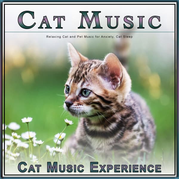 Cat Music: Relaxing Cat and Pet Music for Anxiety, Cat Sleep - Cat Music Experience
