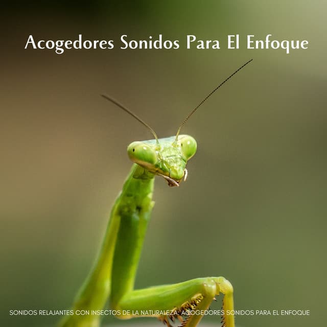 Sonidos Relajantes Con Insectos De La Naturaleza: Acogedores Sonidos Para El Enfoque - Toque de la naturaleza