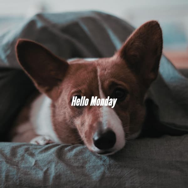 Hello Monday - Happy Morning Music