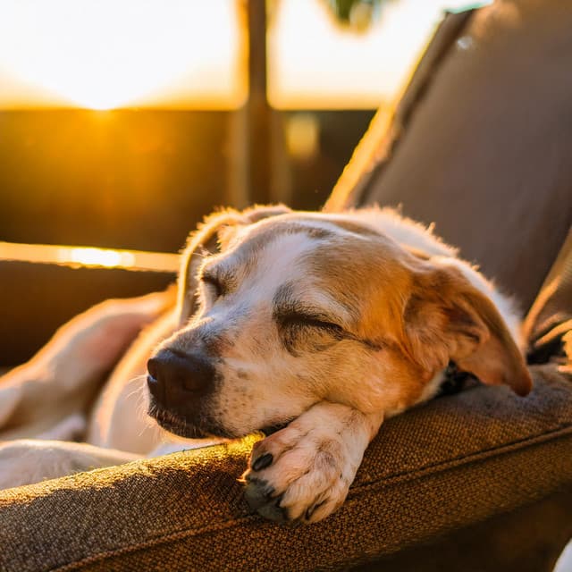 Tonos Relajantes Para Perros: Música Para La Calma - Caminante de paz
