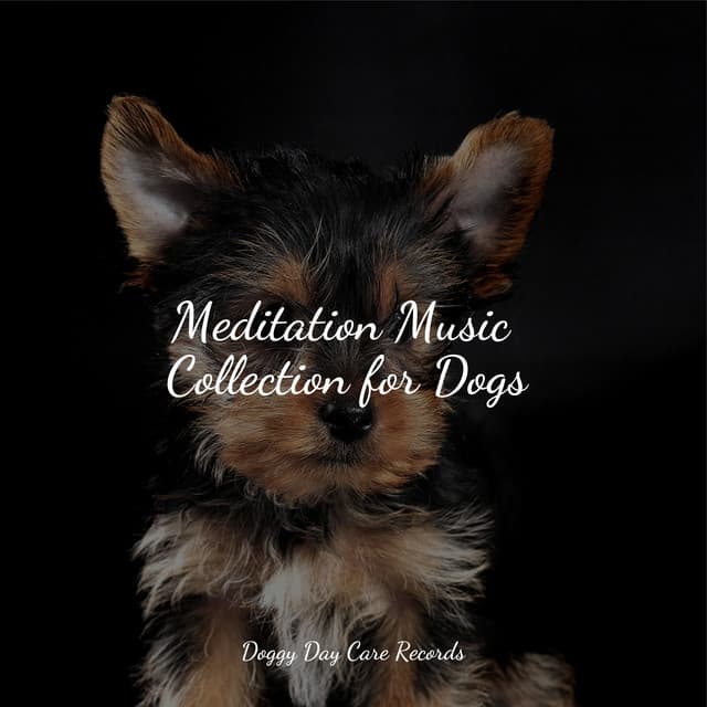 Meditation Music Collection for Dogs - Music For Dogs