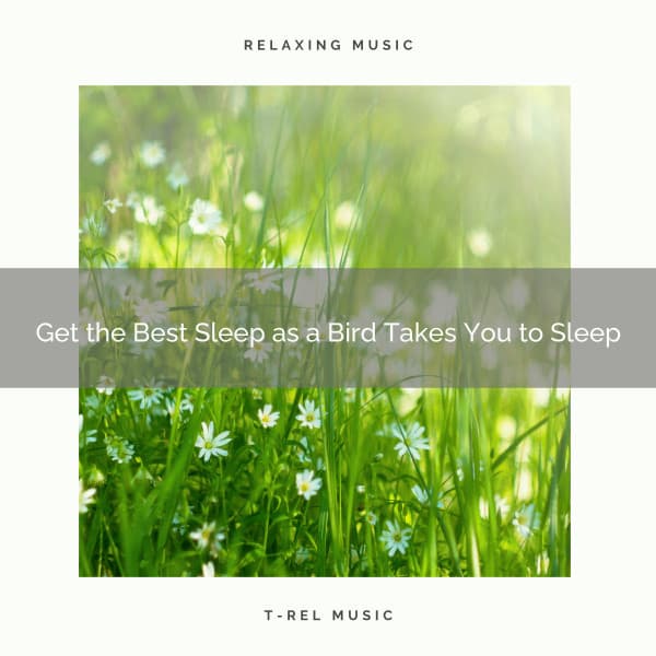 Get the Best Sleep as a Bird Takes You to Sleep - 101 Nature