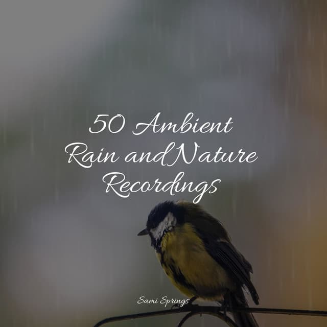 50 Ambient Rain and Nature Recordings - Música de la Naturaleza