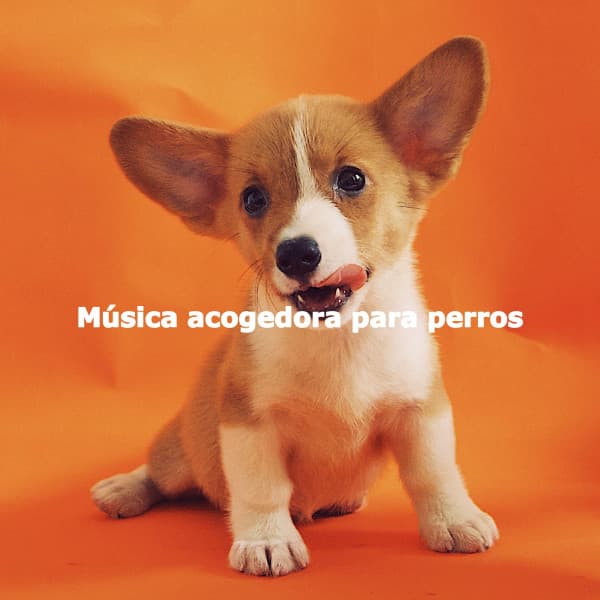 Música acogedora para perros - Morning Calm Playlist