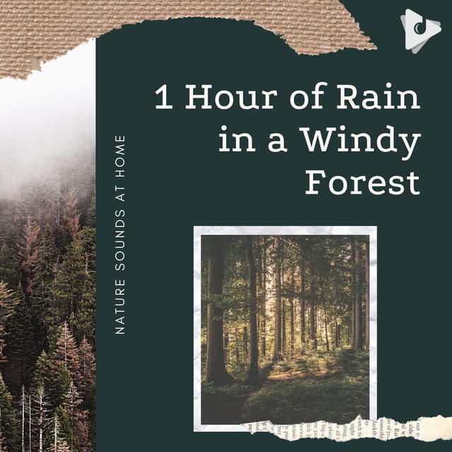 1 Hour of Rain in a Windy Forest - Nature Sounds At Home
