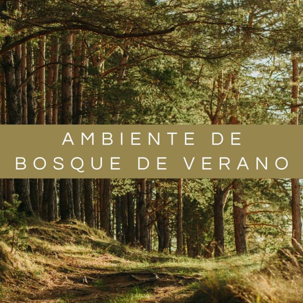 Ambiente De Bosque De Verano - Masaje Relajante Masters