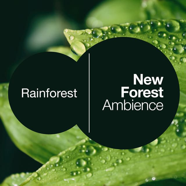 New Forest Ambience - Rainforest