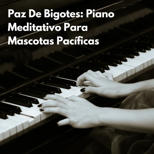 Paz De Bigotes: Piano Meditativo Para Mascotas Pacíficas - Radio relajante con piano