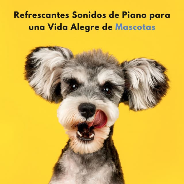 Refrescantes Sonidos De Piano Para Una Vida Alegre De Mascotas - Maestras de piano relajantes