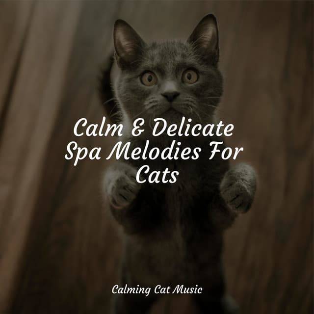 Calm & Delicate Spa Melodies For Cats - Pet Care Music Therapy