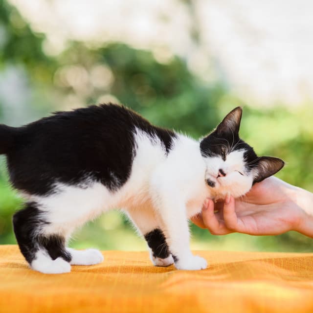 Ambient Purring Cats in the Rain - Rain Rec.