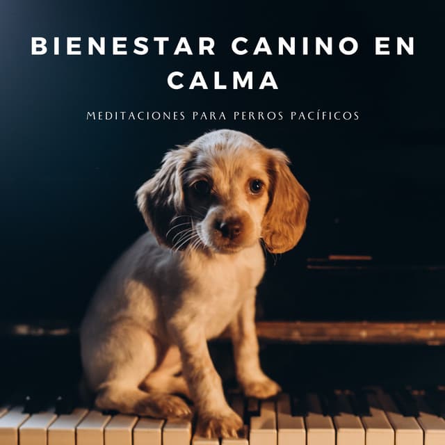 Bienestar Canino En Calma: Meditaciones Para Perros Pacíficos - In Sonus 360