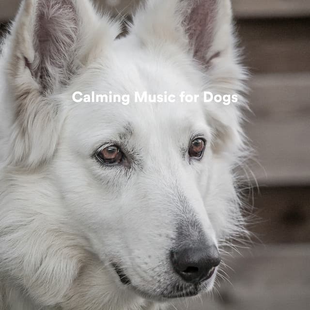 Calming Music for Dogs - Soothing Dog Sounds