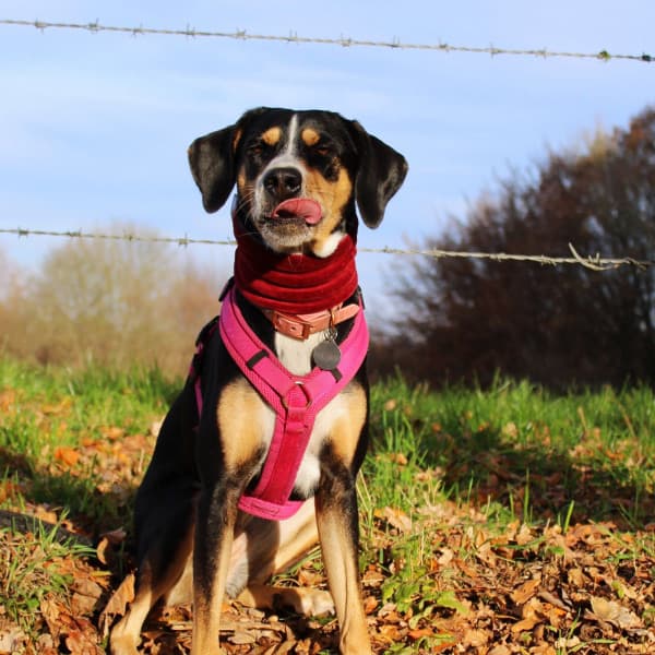 Pulsating Ambiance for Friendly Doggies - Jazz for Dogs