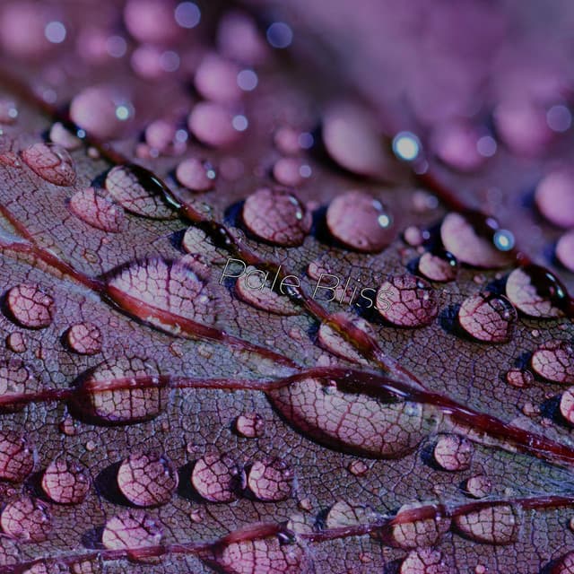 Pale Bliss - Eon Wilder