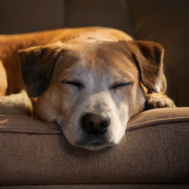 Sonidos Serenos Para Perros: Música Para La Relajación De Los Perros - El Camino