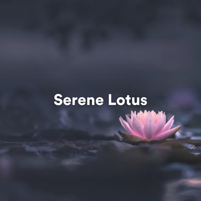 Serene Lotus - Background Music Experience