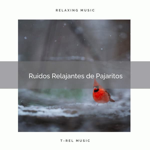 1 Ruidos Relajantes de Pajaritos - Sonidos De Aves
