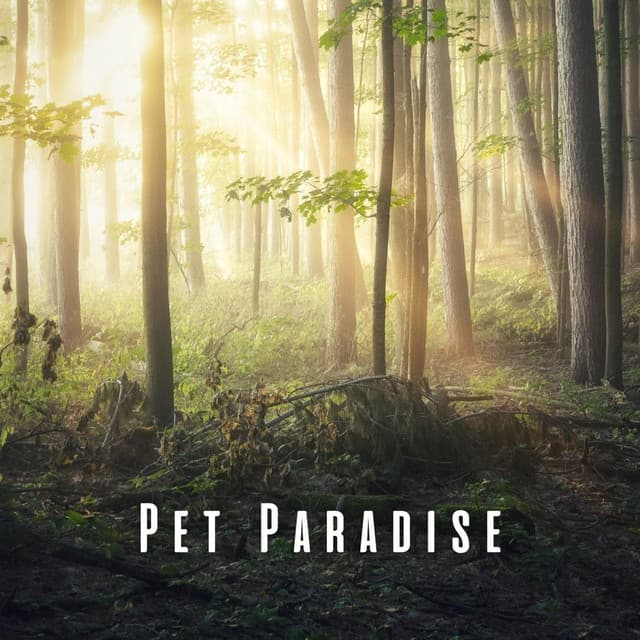 Pet Paradise: Calming Nature and Chill Sounds - Calming Rainforest Sounds