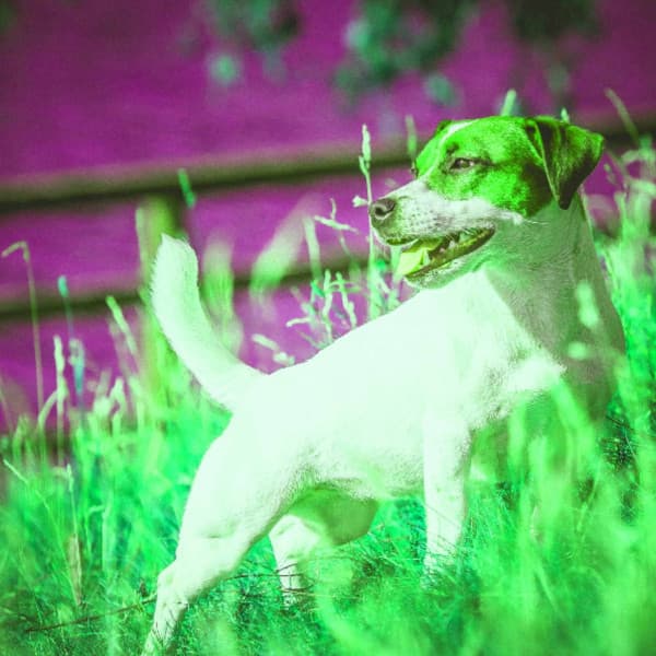 Music for Puppy Day Dreaming - Chill My Pooch