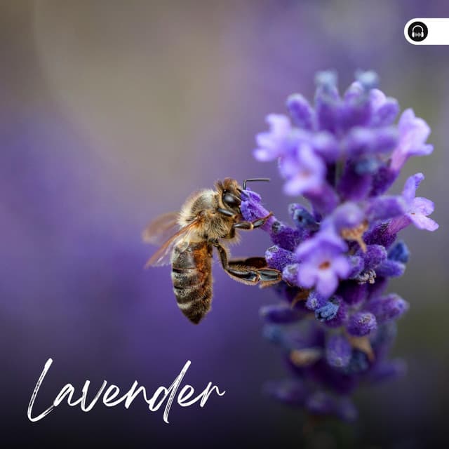 Lavender - Nature Label