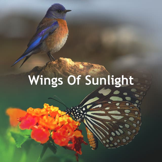 Wings Of Sunlight - FX & Effects