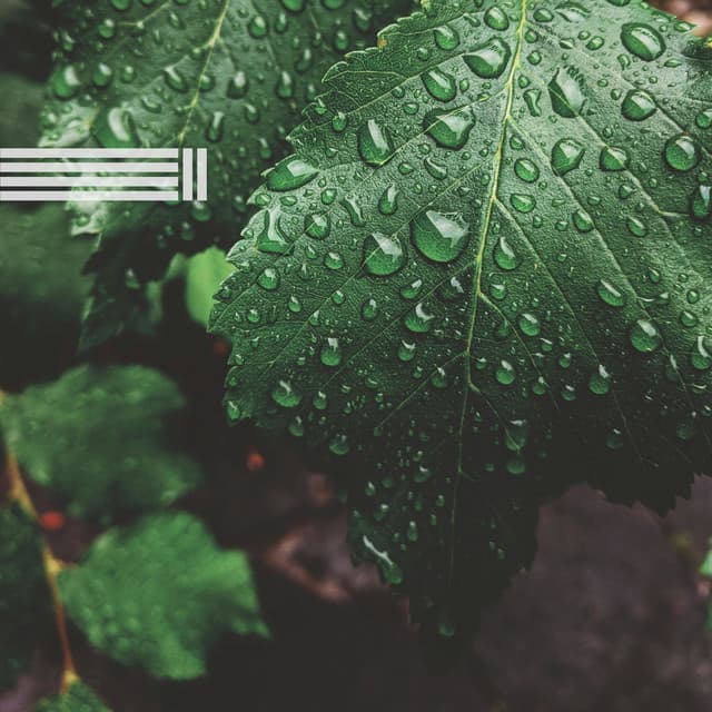 Zarte Regengeräusche zum Einschlafen - Beruhigende Regengeräusche