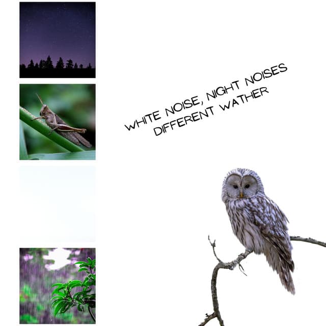 White Noise, Night Noises , Loopable - White Noise Collection