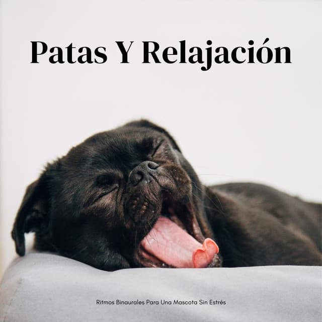 Patas Y Relajación: Ritmos Binaurales Para Una Mascota Sin Estrés - Bestia binaural