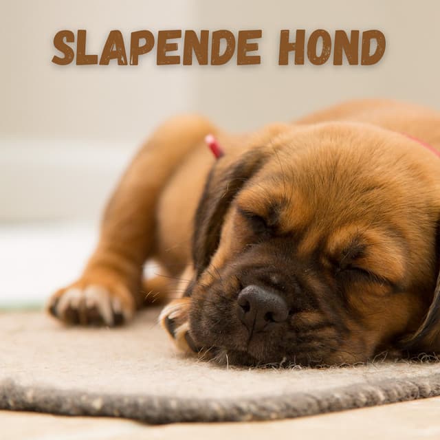Slapende Hond: Rustige Pianomuziek voor Hondenangst En Slaap - Honden Muziek