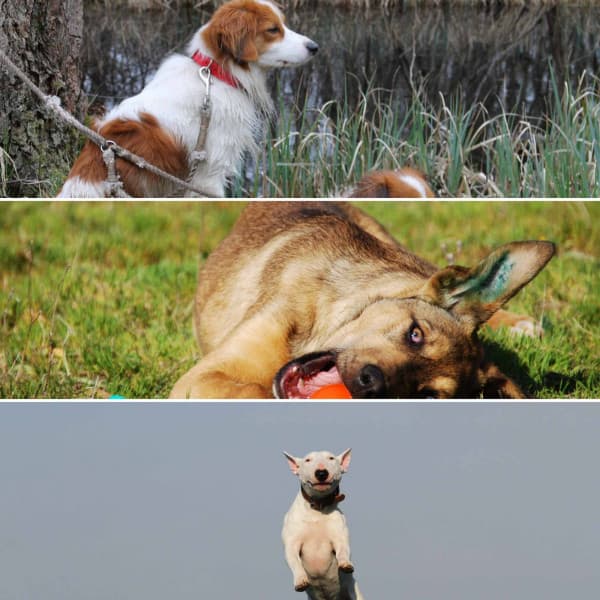 Background Music for Dogs Life with Babies - Good Dog Music