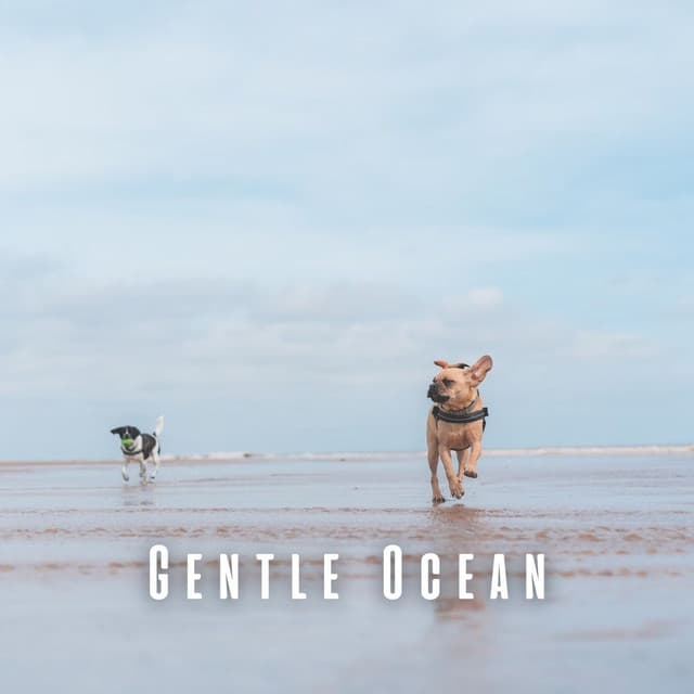 Gentle Ocean: Binaural Theta Waves for Dogs - Ocean Currents