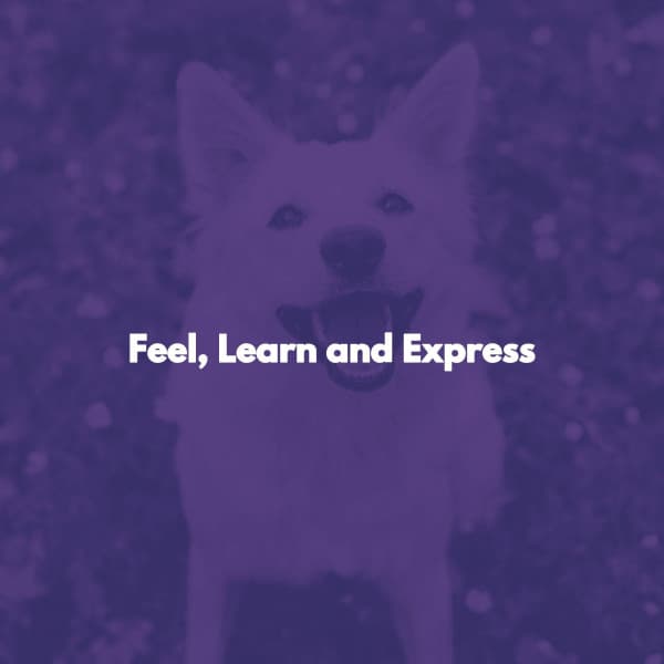 Feel, Learn and Express - Dinner Music Chillout