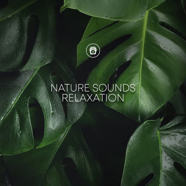 Nature Sounds Relaxation - Rain Recordings