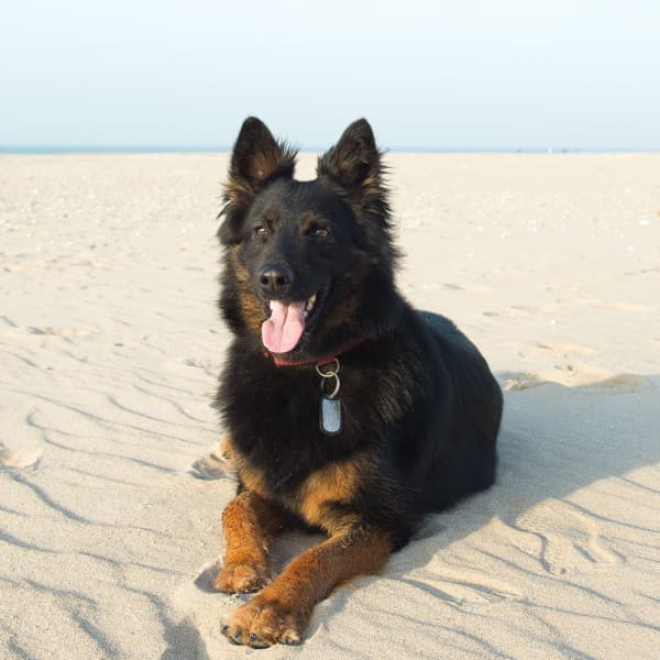 Music for Sleepy Pups - Relaxing Dog Music Radio