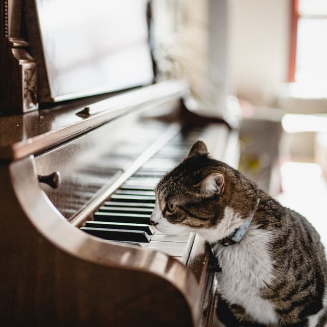 Tranquil Whiskers and Piano: Serenity for Curious Cats - Cat Music Relaxation