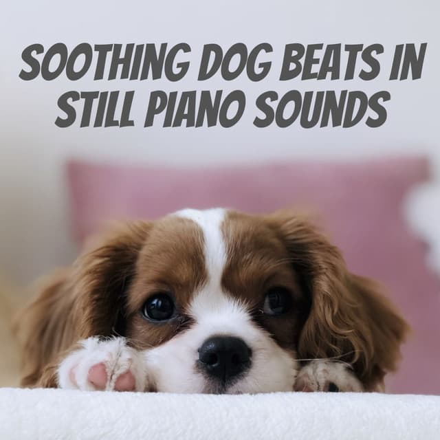 Soothing Dog Beats in Still Piano Sounds - Piano Jazz Chill