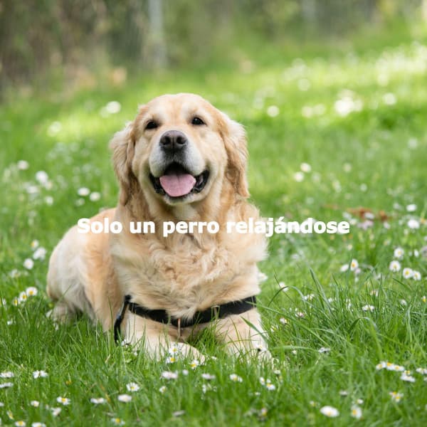 Solo un perro relajándose - Coffee Shop Lounge