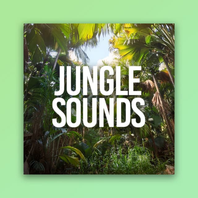 Jungle Sounds - Rain Recorders