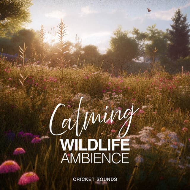 Calming Wildlife Ambience - Cricket Sounds