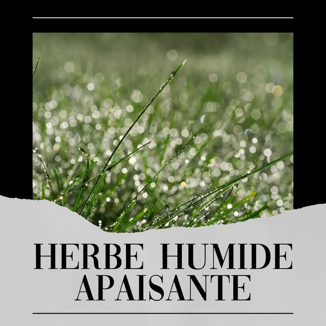 Herbe Humide Apaisante - Sons De Pluie HD