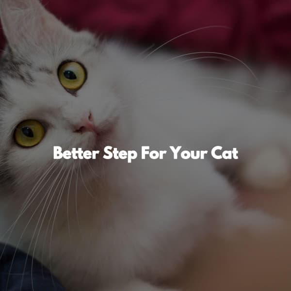 Better Step For Your Cat - Sunday Morning Jazz Lounge