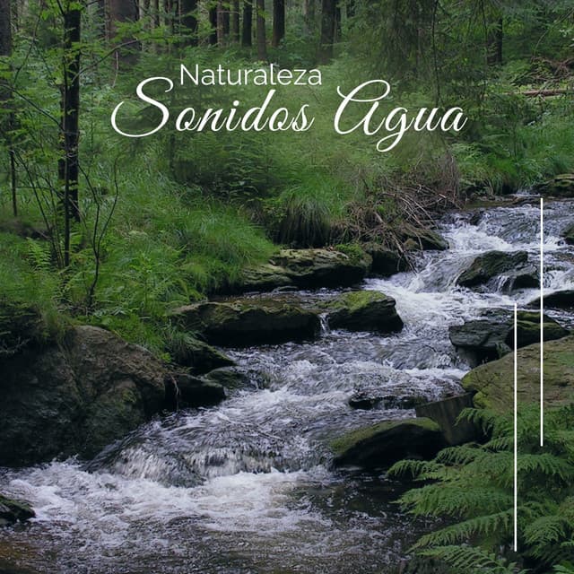 Naturaleza Sonidos Agua - Lluvia Del Bosque