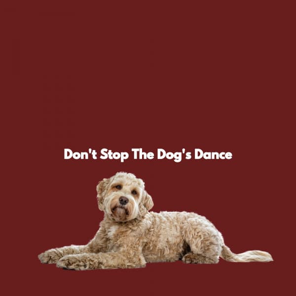Don't Stop The Dog's Dance - The Elevator Music Jazz Trio