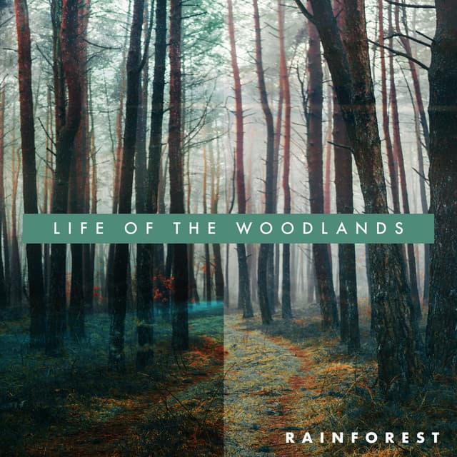 Life of the Woodlands - Rainforest