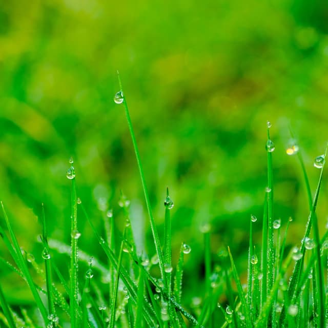 Dewdrop Dreams: Tranquil Rainfall Reflections - Livia Binaural