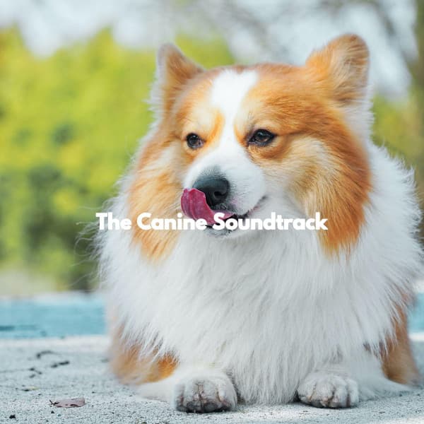 The Canine Soundtrack - Dog Music Hour