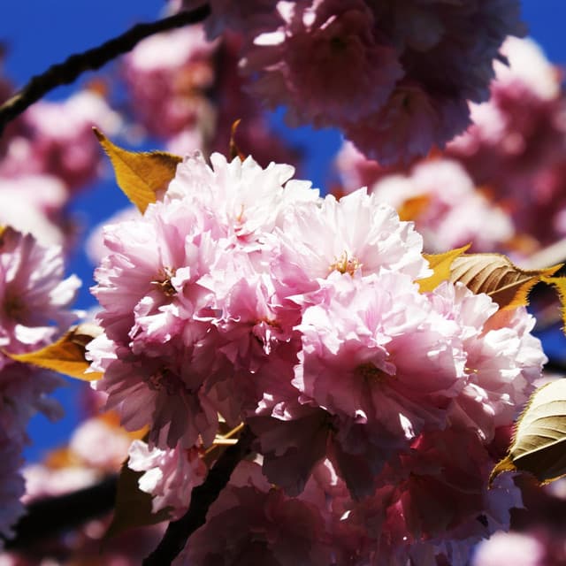 Ten Easy Rags for Piano - Jazz Café Bar