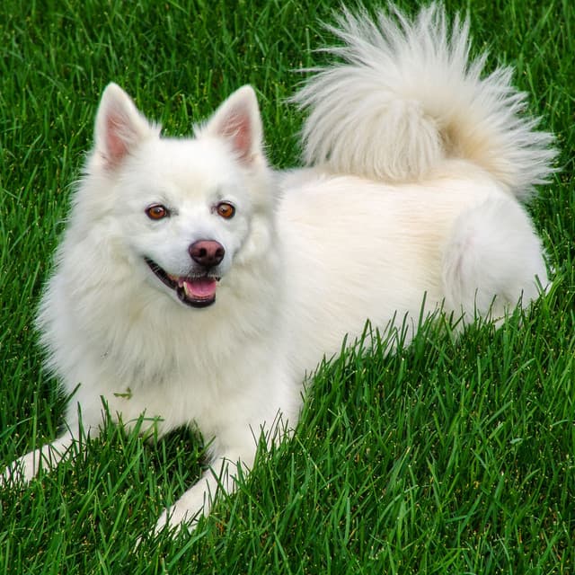 Jazz Serenade for Furry Tails: Harmonious Melodies for Dogs - Dog Jazz Songs